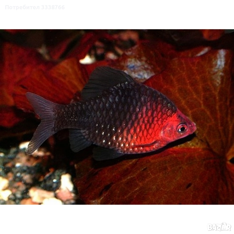 Търся черен барбус (puntius nigrofasciatus), снимка 1