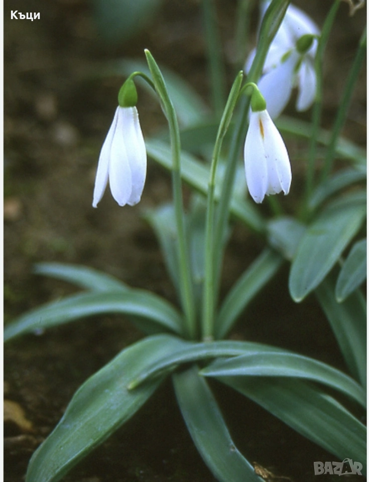 Кокиче луковици на цена от 1,30лева., снимка 1