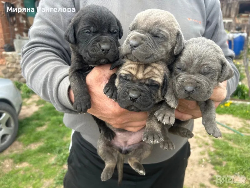 КАНЕ КОРСО-ПРОДАВАТ СЕ!, снимка 1