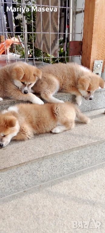 Продавам кученца Акита , снимка 1