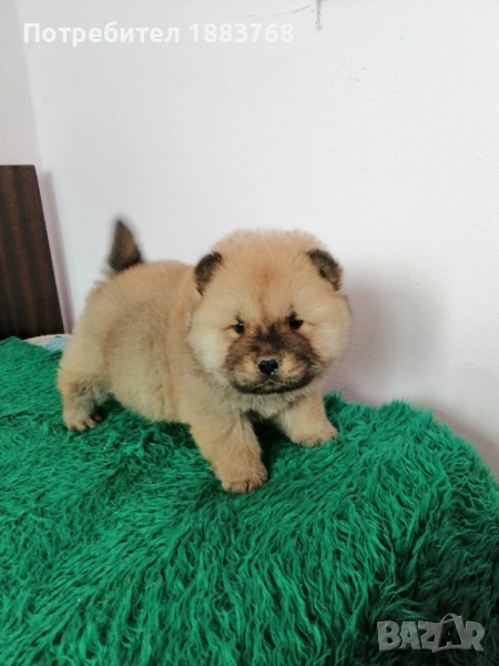 чау чау, снимка 1