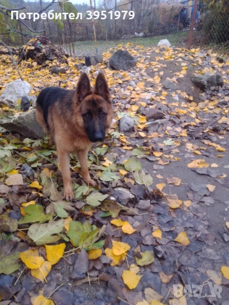 Продавам мъжка немска овчарка, снимка 1