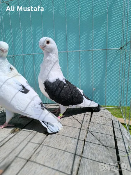 Африканска сова , снимка 1