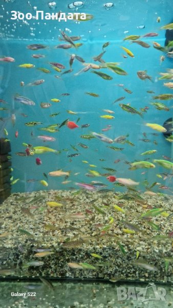 Рибки Цветно Данио, снимка 1