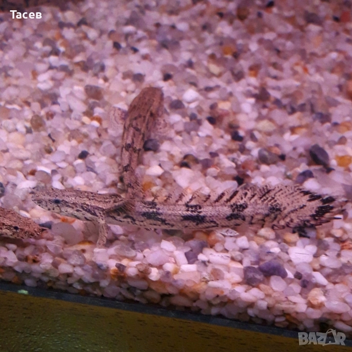 Полиптерус ендличери 10см, снимка 1