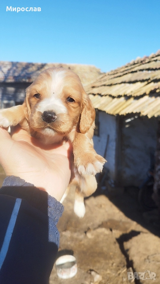 Малки кокерчета, снимка 1