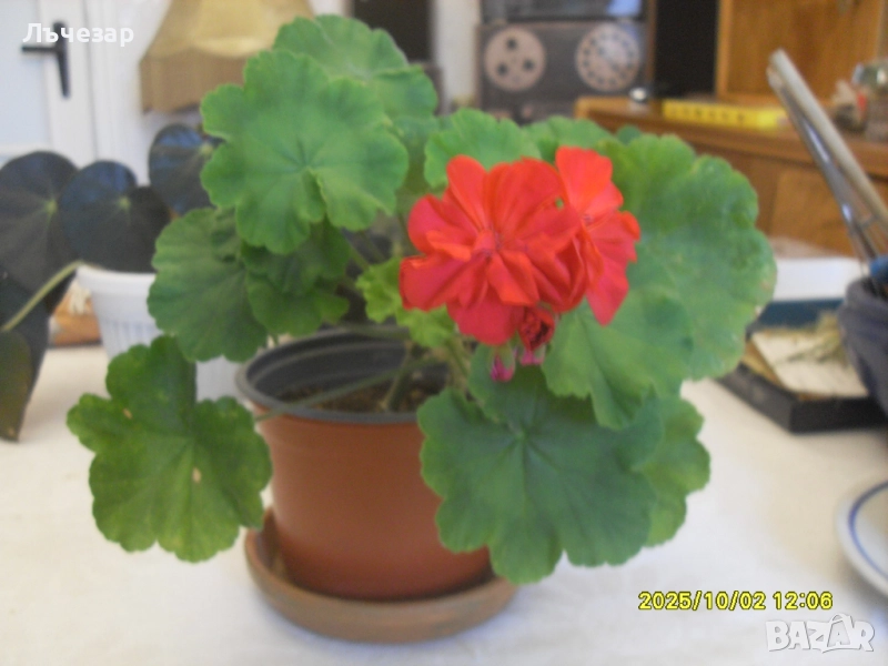 Продавам цвете "МУШКАТО", снимка 1