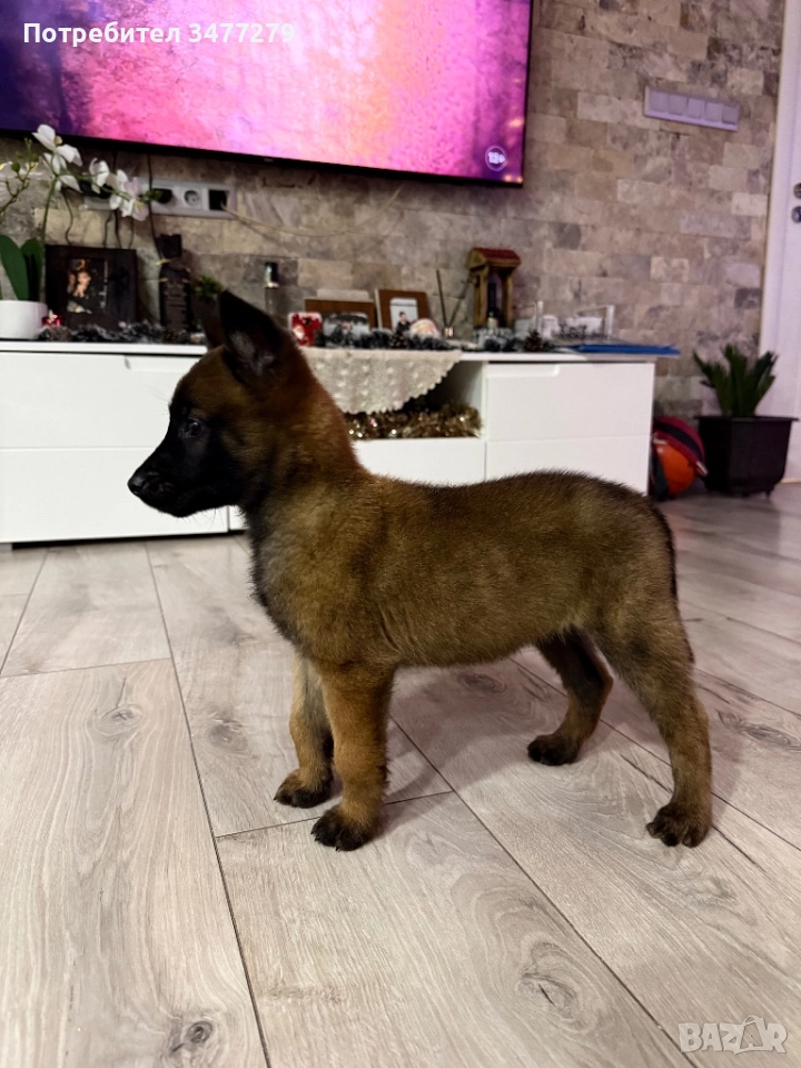 Белгийски овчарки, снимка 1