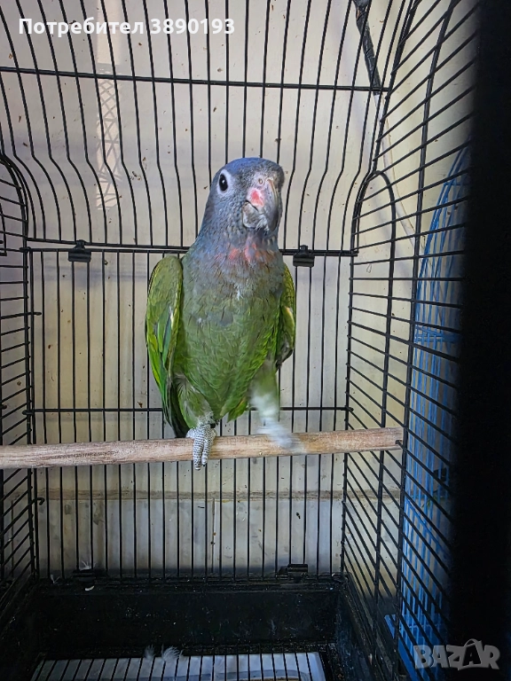 Бебе синеглав амазонек, снимка 1