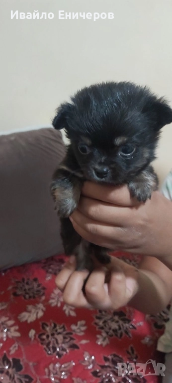 Кръстоска между мопс и мини пинчер, снимка 1