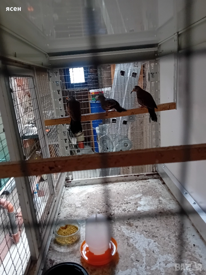 Продавам Перу гълъби , снимка 1