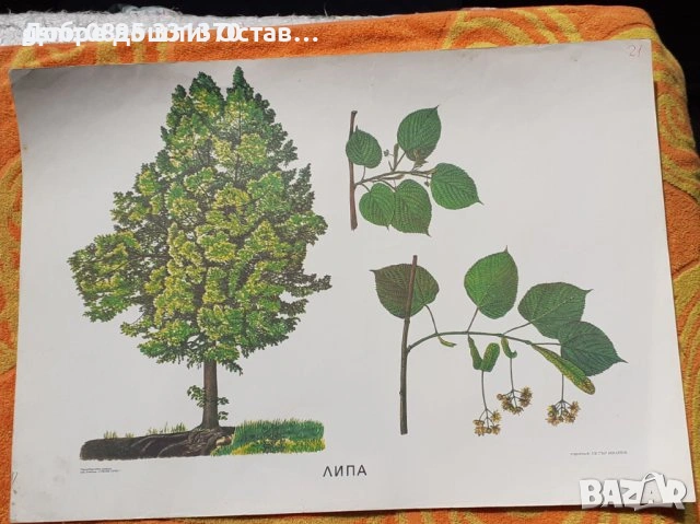 стар постери: червена шапчица и Снежанка и седемте джуджета, Глухарче Круша Лайка Липа Муха Пчела , снимка 10 - Други - 36985288