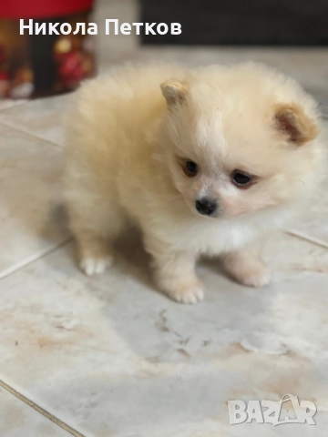Померан мини , снимка 2 - Померан - 52597684