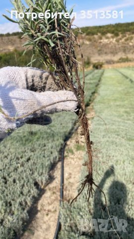 Разсад лавандуа на едро и дребно, снимка 8 - Други - 38270060