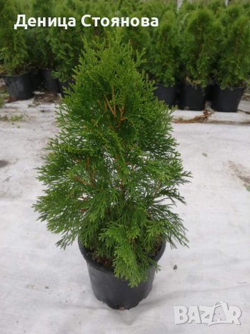 Продавам Западна Туя Смарагд , снимка 3 - Градински цветя и растения - 37921377