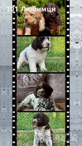 Лагото романьоло