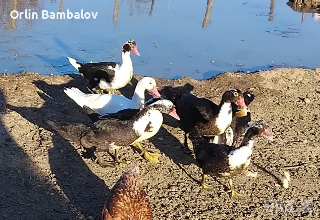 Свободни неми патици 