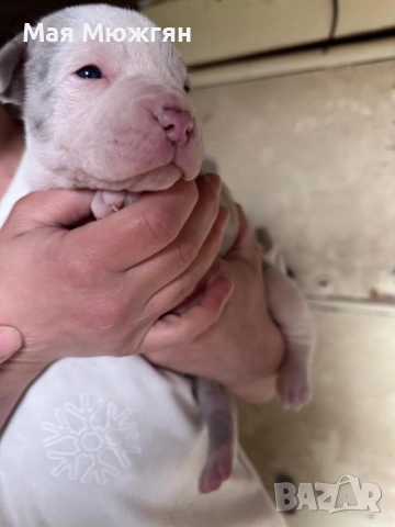 XL American Bully с родословие и сертификат, снимка 11 - Други - 53883611