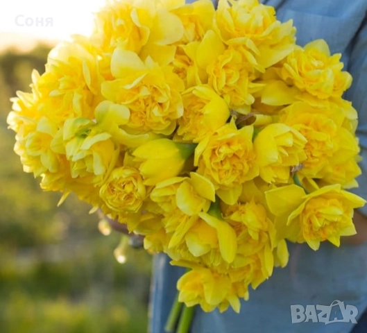 Луковици на  кичест нарцис стар сорт, много ароматен -последни бройки, снимка 1