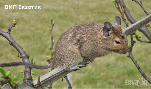 ПРОДАВА ХАМСТЕРИ И МИШКИ, снимка 5 - Други животни - 16738295