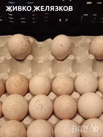 ПРОДАВАМ РАЗПЛОДНИ ОПЛОДЕНИ ПУЕШКИ ЯЙЦА, снимка 7 - Кокошки и пуйки - 40087456