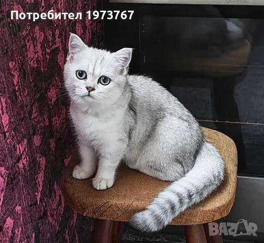 британска сребърна чинчила