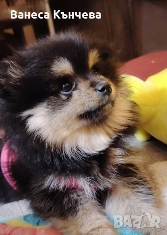 момиченце , снимка 3 - Померан - 52960146