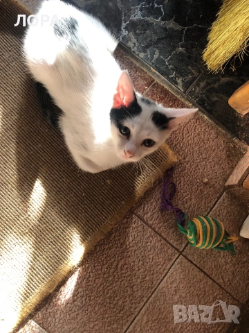 Мило момиче търси дом, снимка 6 - Други - 51559333