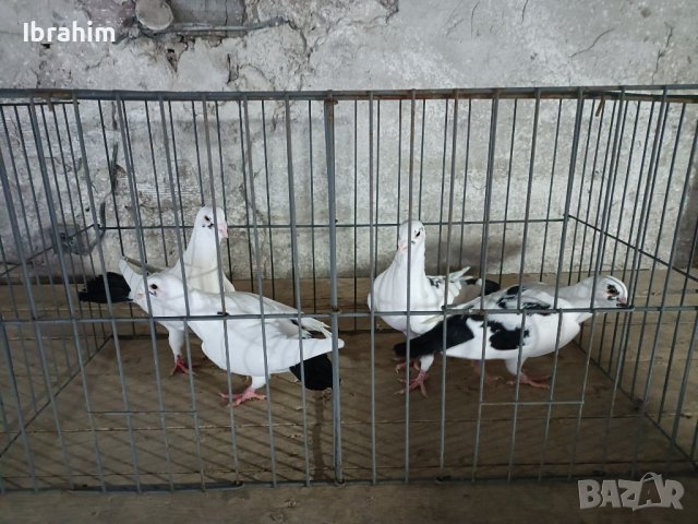 Adanski galabi, снимка 10 - Гълъби - 29846386