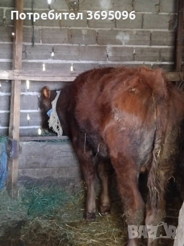Prodavam 2 teleta , снимка 4 - Крави - 54270430