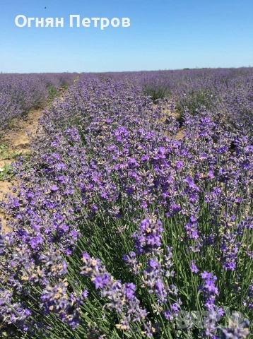 Продавам натурално лавандулово масло