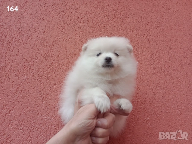 Мъжки бял Померан. Реални снимки от 01.02.26 г. , снимка 2 - Померан - 53343253
