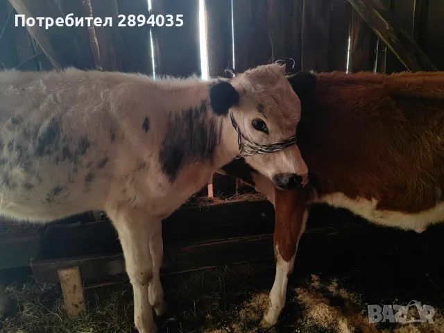 различна възраст телета, снимка 2 - Крави - 55933952