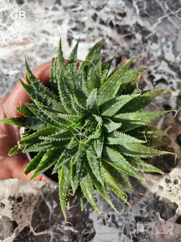 Алое Аристата / Aloe Aristata, снимка 3 - Стайни растения - 50549492