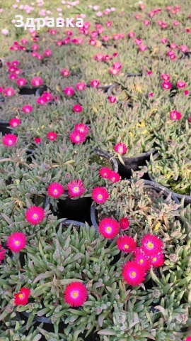 Делосперма , снимка 2 - Градински цветя и растения - 53998533