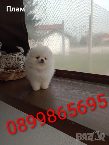 Мини момче и момиче Померани.Реални снимки !