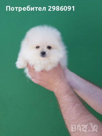 Мини померан женско, снимка 4 - Померан - 36829209