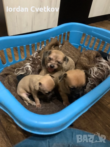 Пясъчни Мини Пинчери , снимка 6 - Пинчер - 52508096