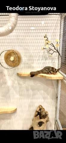 Захарна катерица, снимка 4 - Други животни - 53945237