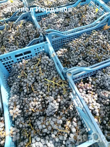 Продавам грозде - Мерло, Каберне Совиньон, Памид, Сепарави, снимка 2 - Други услуги - 55775394