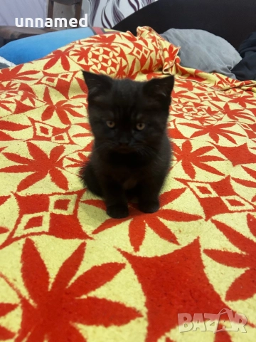 Британска късокосместа, снимка 3 - Британска късокосместа - 52310510