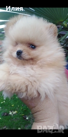 Продавам померани , снимка 2 - Померан - 52681233