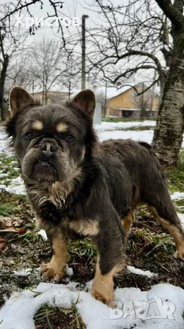 мъжки флуфита за разплод ( френски булдог)., снимка 6 - Френски булдог - 48804880