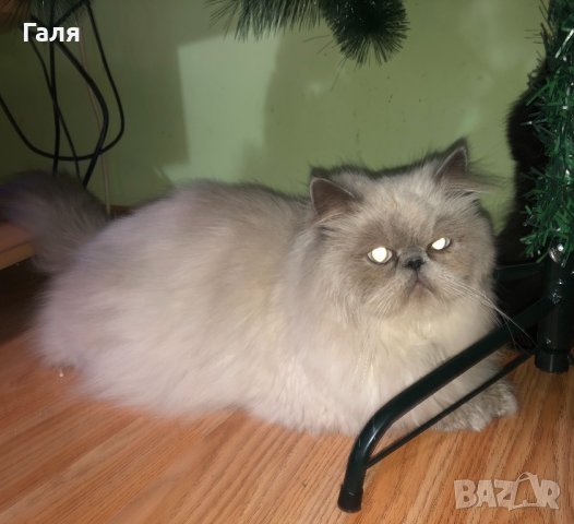 Персийски котки: Продавам Персийска котка - Обяви на хит цени — Bazar.bg