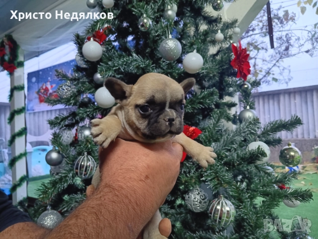 Френски булдог , снимка 3 - Френски булдог - 52641487