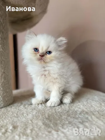 Персийско коте. , снимка 9 - Персийска - 56153471