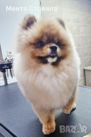 померан , снимка 4 - Померан - 53266878