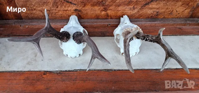Трофей от сръндак.Рога.2бр., снимка 4 - Декорация за дома - 50266535