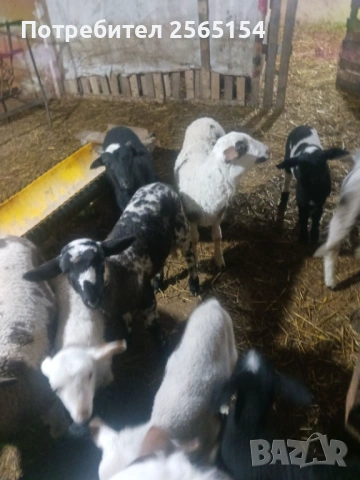 агнета, снимка 3 - Овце - 54027614