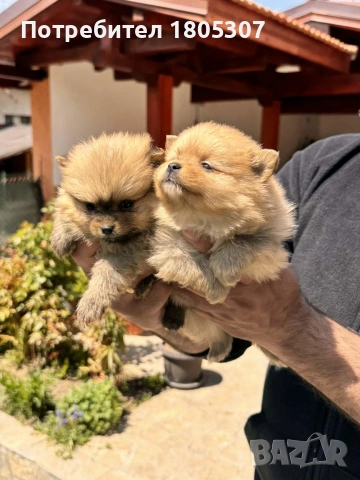 продавам померани